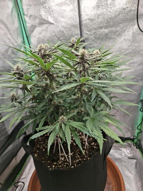 Diablo rojo XL by Sweet Seeds. Week 9