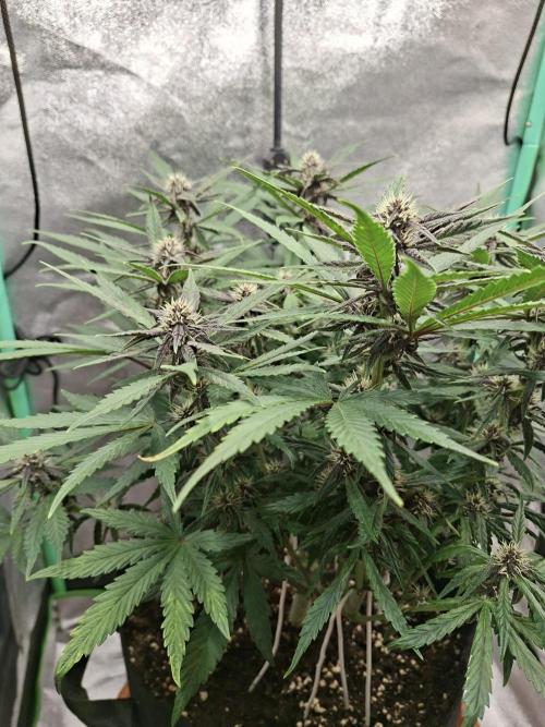 Diablo rojo XL by Sweet Seeds. Week 9