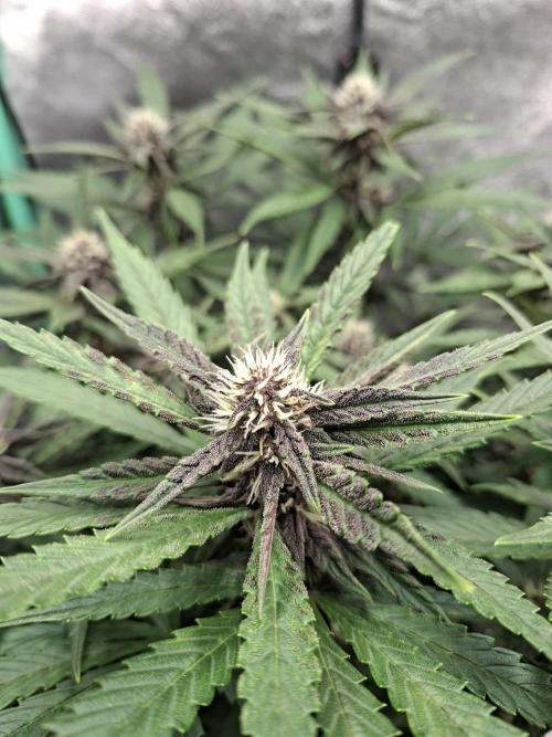 Diablo Rojo XL Auto. Week 9