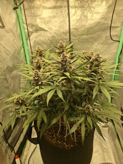 Diablo rojo XL by Sweet Seeds. Week 10