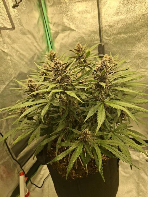 Diablo rojo XL by Sweet Seeds. Week 10