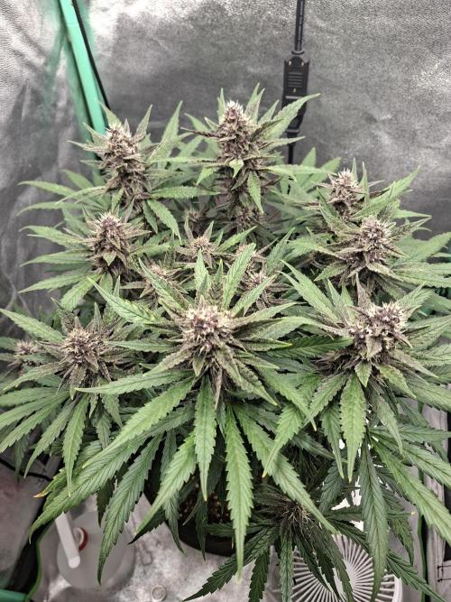 Diablo rojo XL by Sweet Seeds. Week 10