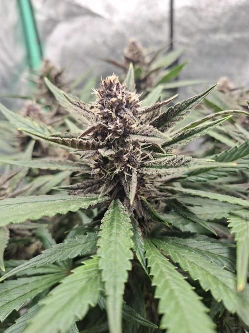 Diablo rojo XL by Sweet Seeds. Week 10