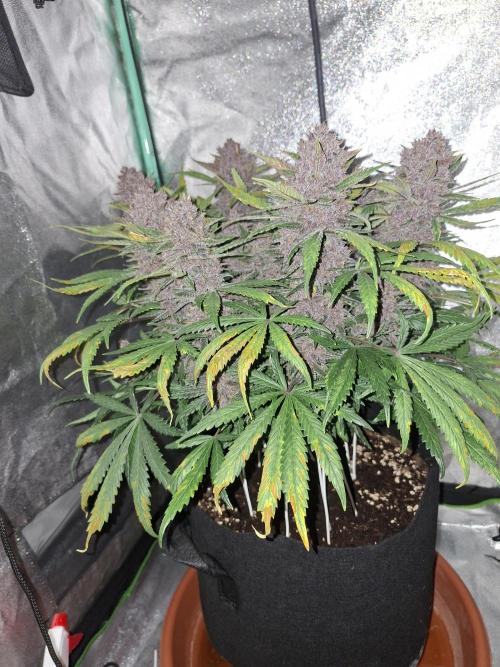 Diablo rojo XL by Sweet Seeds. Week 12