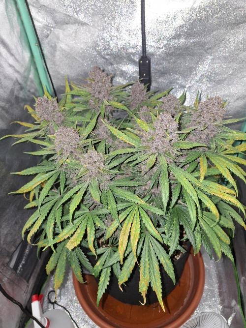 Diablo rojo XL by Sweet Seeds. Week 12