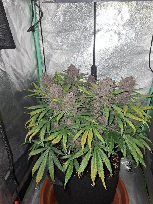 Diablo rojo XL by Sweet Seeds. Week 12