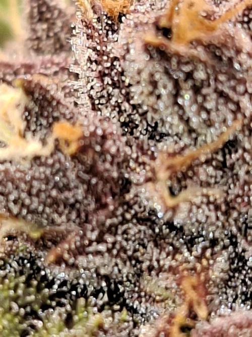 Diablo Rojo XL Auto. Week 12