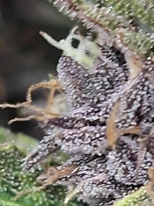 Diablo rojo XL by Sweet Seeds. Week 13