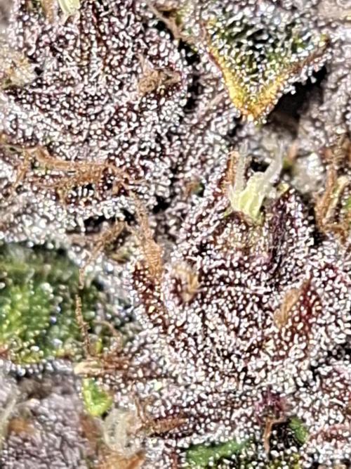 Diablo rojo XL by Sweet Seeds. Week 13