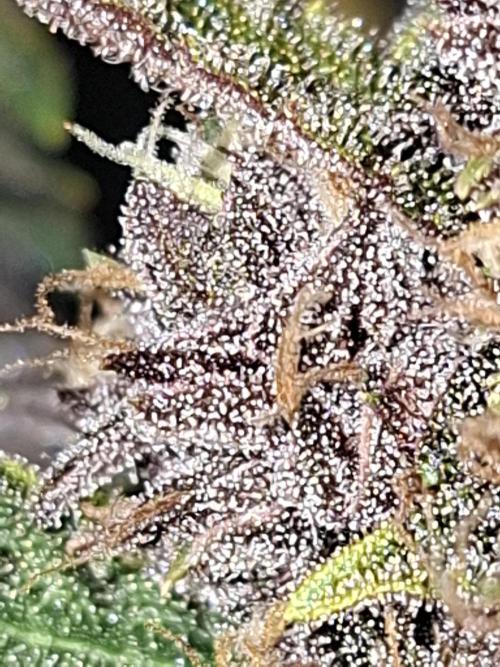 Diablo rojo XL by Sweet Seeds. Week 13