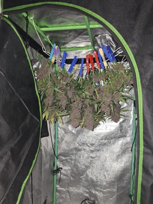 Diablo rojo XL by Sweet Seeds. Week 13