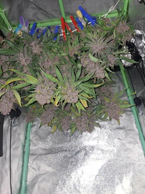 Diablo rojo XL by Sweet Seeds. Week 13
