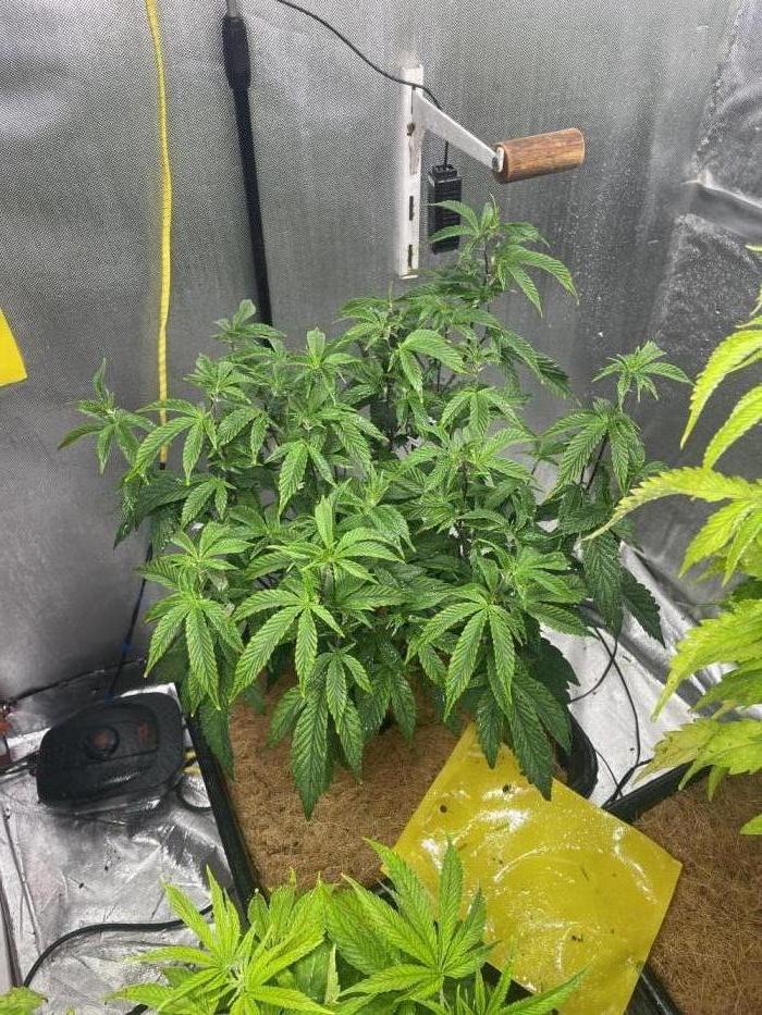 Superbuffcherry#26. Week 5 - Still hot  🔥