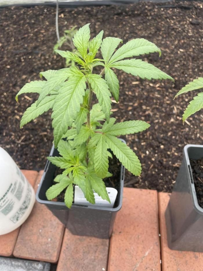 Superbuffcherry#26. Week 0 - Gestartet wird mit einem Superbuffcherry#26 - gmls breeder cut .
