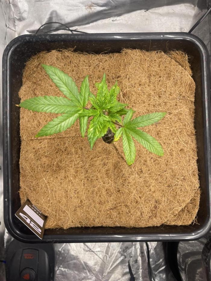 Superbuffcherry#26. Week 1 - Topped and going to revegg