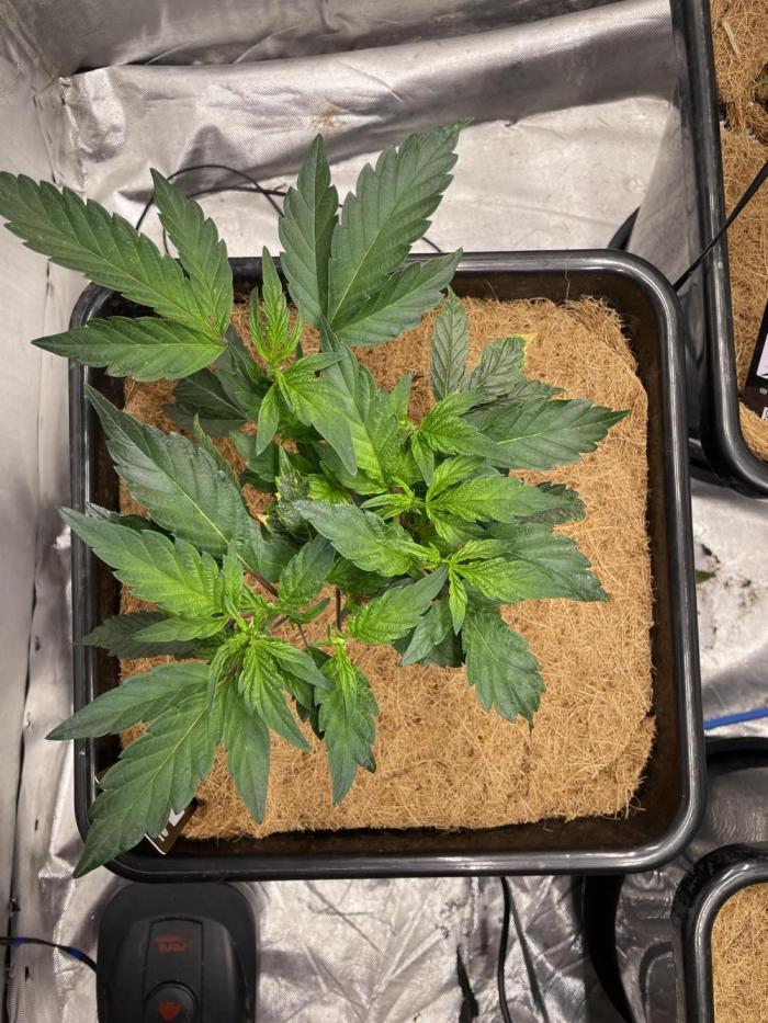 Superbuffcherry#26. Week 2 - Still revegg (3fingee leaves)