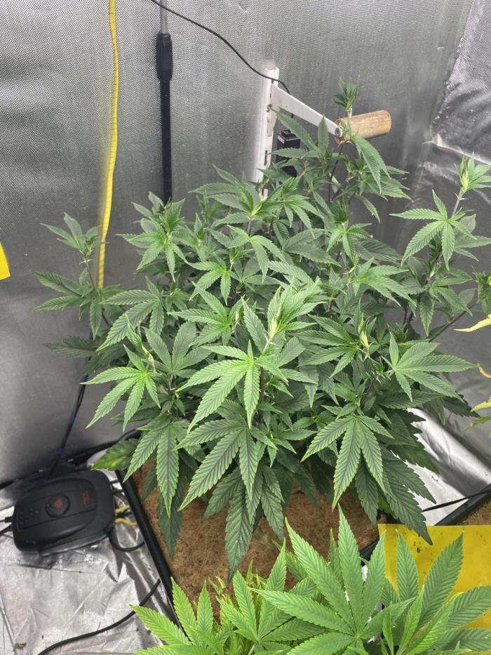 Superbuffcherry#26. Week 6 - Good growth now