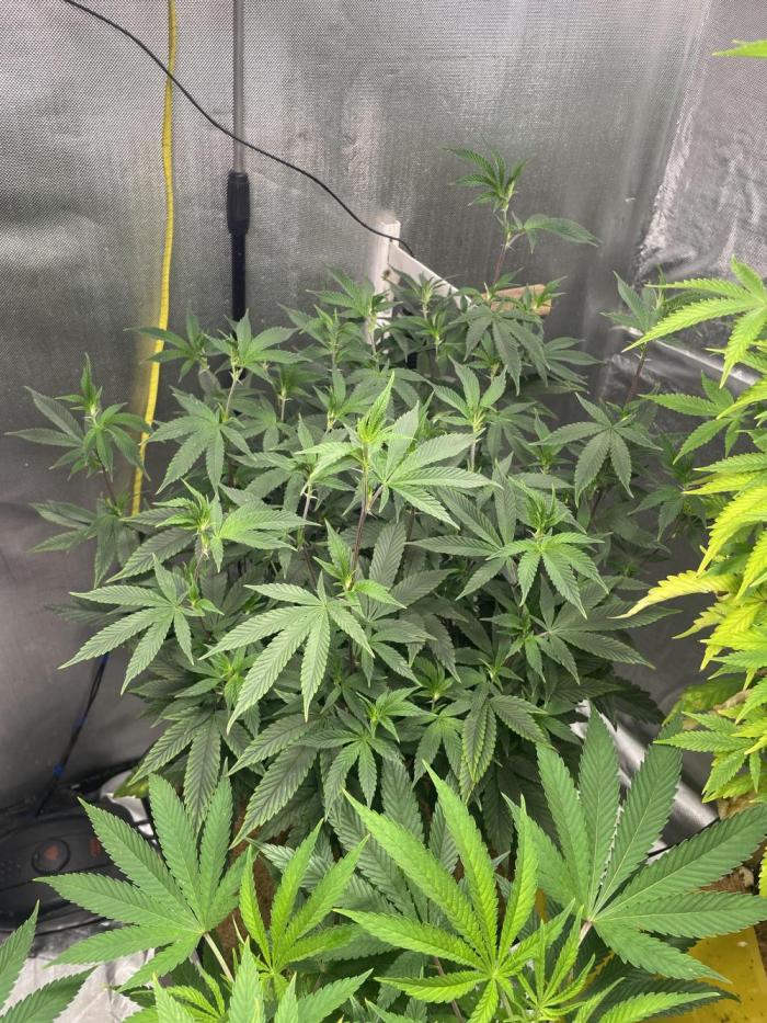 Superbuffcherry#26. Week 7 - Nice stretch 