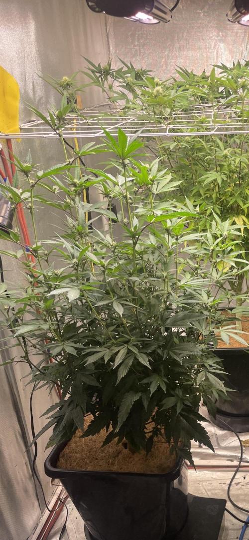 Superbuffcherry#26. Week 8
