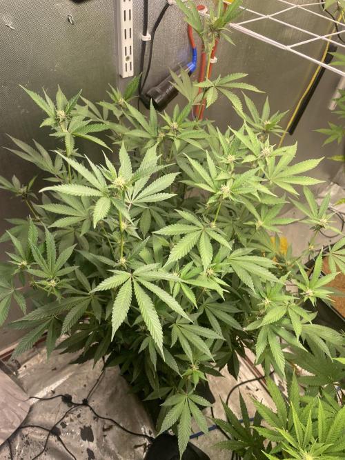 Superbuffcherry#26. Week 8