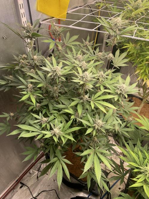 Superbuffcherry#26. Week 9
