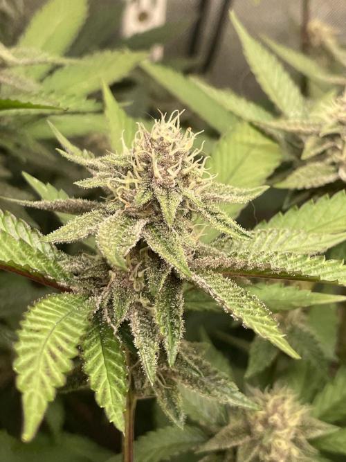 Superbuffcherry#26. Week 9