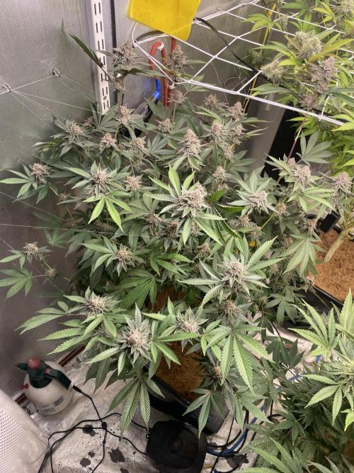 Superbuffcherry#26. Week 11