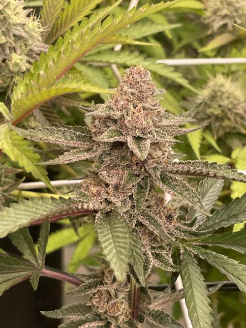 Superbuffcherry#26. Week 11