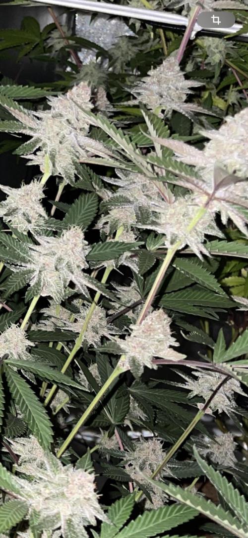 Superbuffcherry#26. Week 11