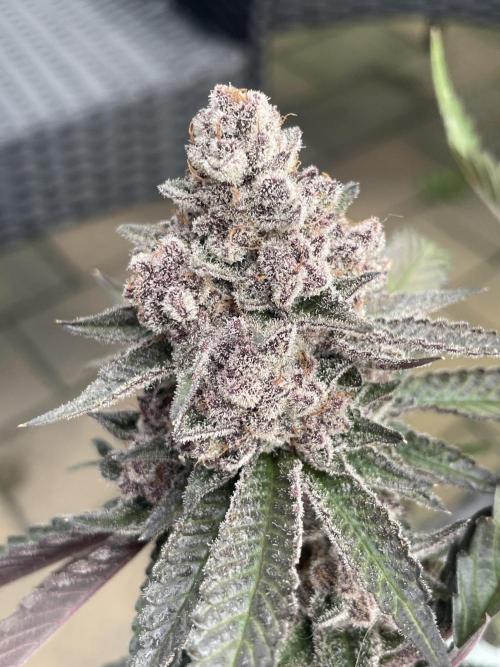 Superbuffcherry#26. Week 12