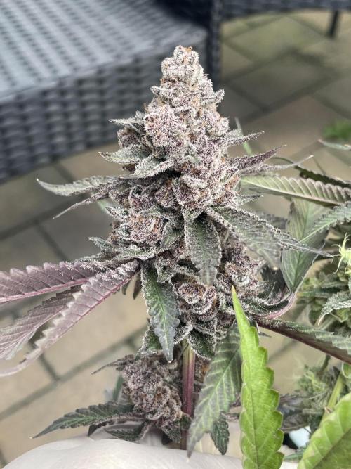 Superbuffcherry#26. Week 12