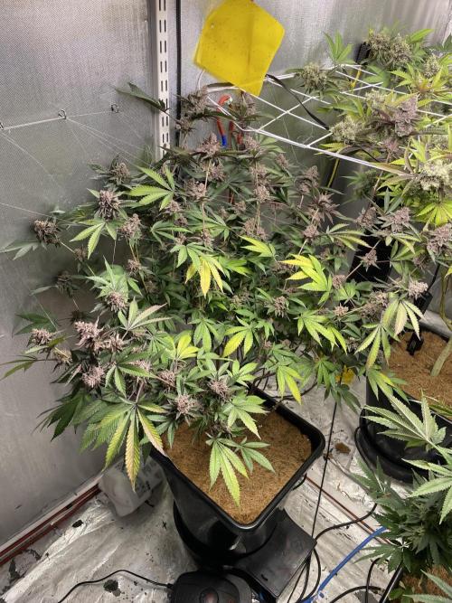 Superbuffcherry#26. Week 12