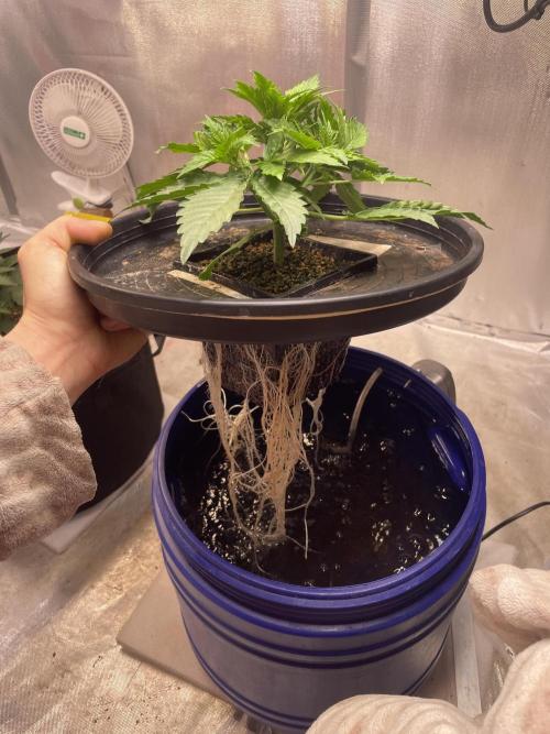 Jack Herer Auto. Week 2