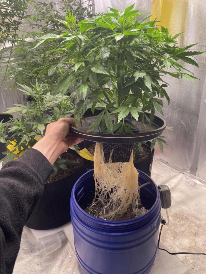 Jack Herer Auto DWC. Week 3 - 1.11.