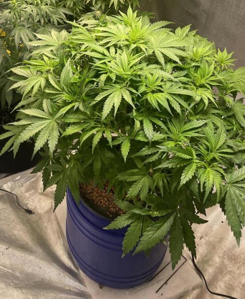 Jack Herer Auto DWC. Week 4 - 9.11.