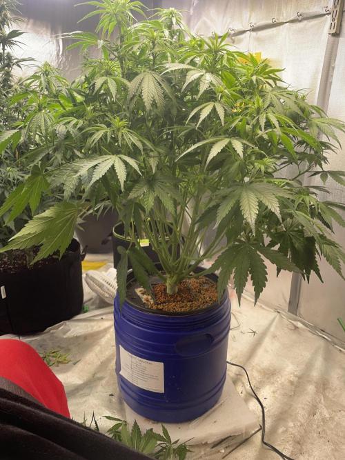 Jack Herer Auto DWC. Week 5 - 18.11.
