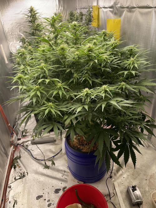 Jack Herer Auto DWC. Week 6 - 25.11.
