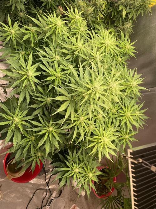 Jack Herer Auto DWC. Week 6
