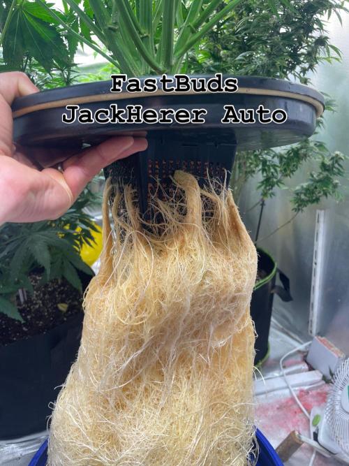 Jack Herer Auto DWC. Week 7