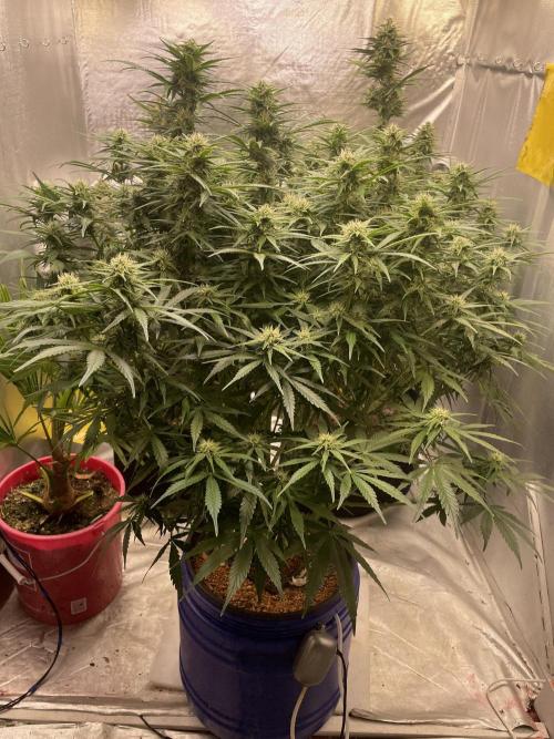 Jack Herer Auto DWC. Week 7 - 2.12.