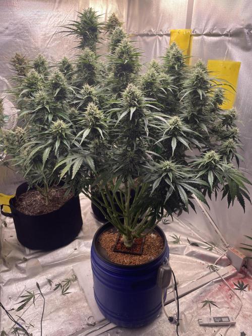 Jack Herer Auto DWC. Week 8 - 10.12.