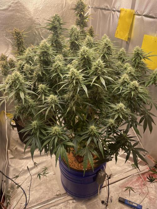 Jack Herer Auto DWC. Week 8
