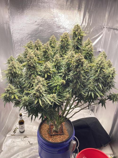 Jack Herer Auto DWC. Week 10 - 25.12