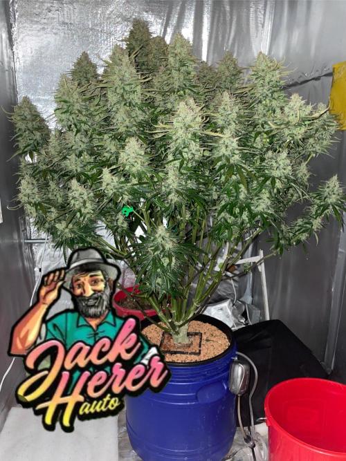Jack Herer Auto DWC. Week 11 - 30.12.