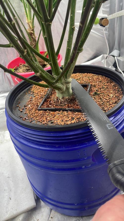 Jack Herer Auto DWC. Week 12