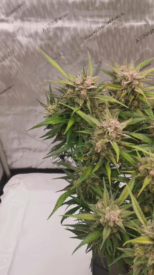 Strawberry Gorilla Auto Organic Grow
