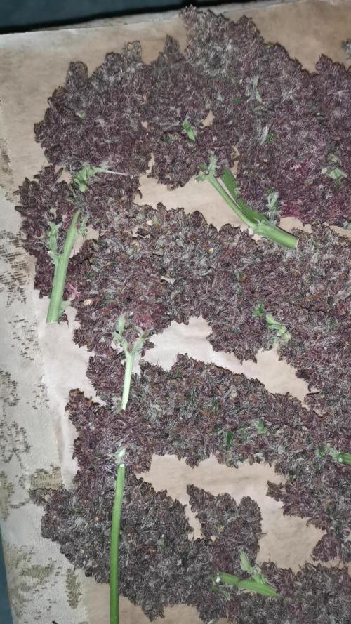 Banana Purple Punch Auto - FastBuds