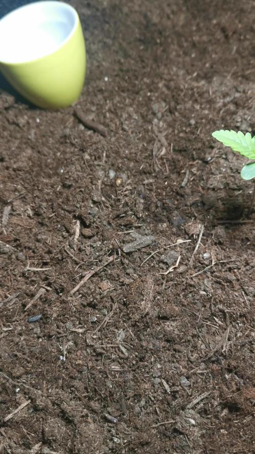 Sour Jealousy Auto Outdoor Grow