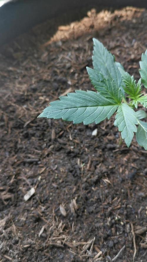 Sour Jealousy Auto Outdoor Grow