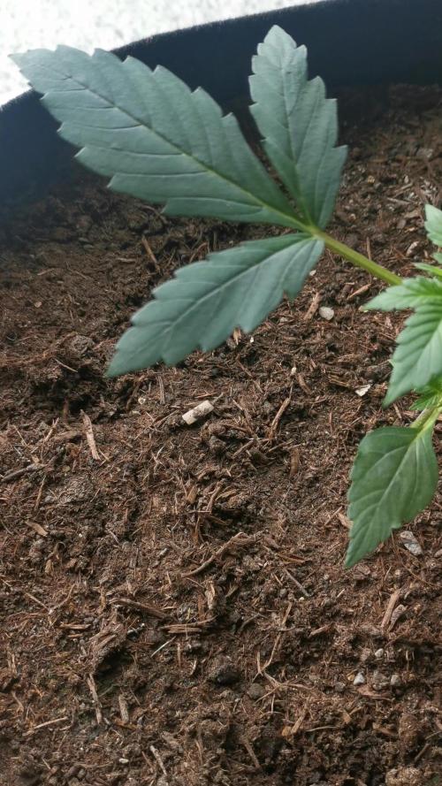 Sour Jealousy Auto Outdoor Grow